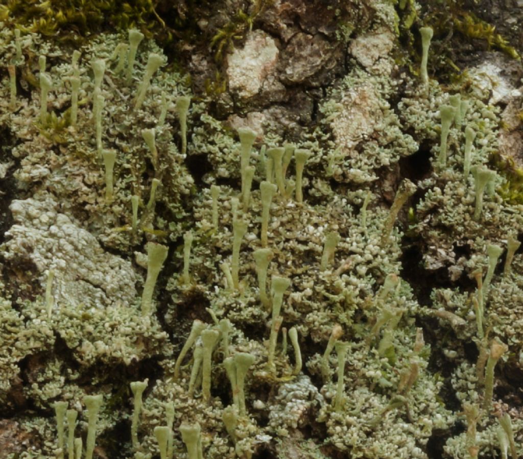 Cladonia ?